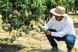 Piura crece por encima del promedio nacional durante el primer trimestre del 2025