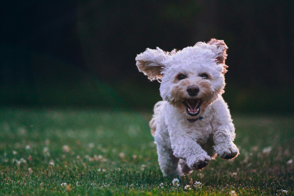 Criar a un perro feliz