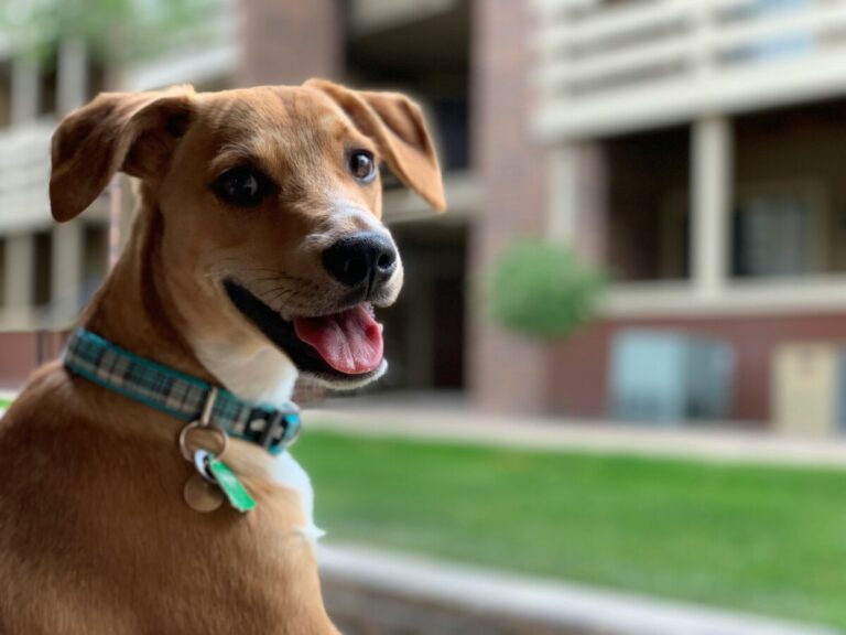 Cómo criar a un perro feliz: consejos clave para cuidar bien a tu mascota