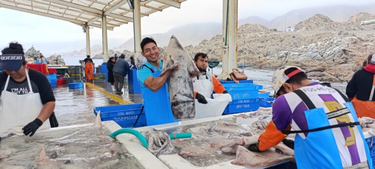 Pesca de pota se reinicia con cuota de 40 mil toneladas desde el 1 de octubre