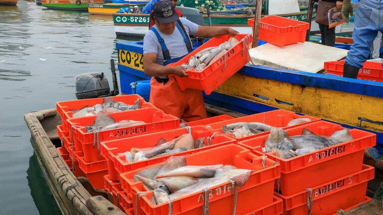 PRODUCE suspende pesca de pota tras alcanzar cuota en primera etapa