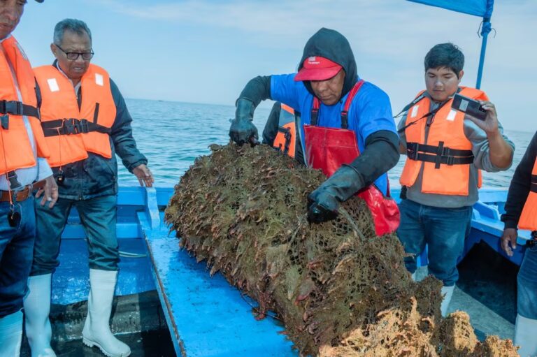 Impulsan con S/2.8 millones proyectos acuícolas de concha de abanico en Sechura