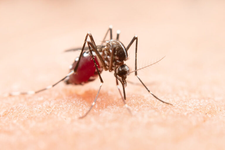 Conoce más sobre el Dengue: síntomas, riesgos y prevención en casa