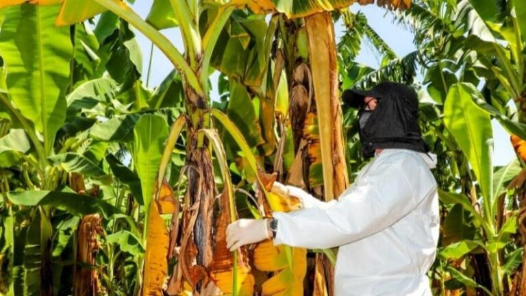 Fusarium afecta más de 4700 hectáreas de banano orgánico en Piura