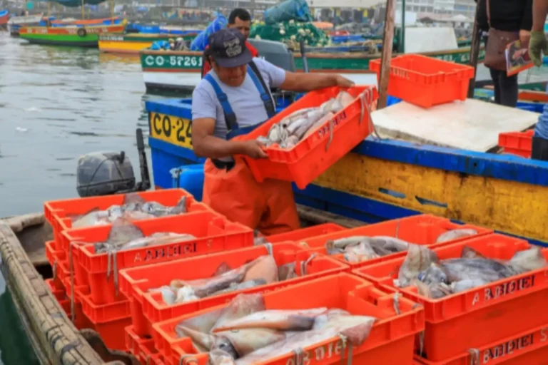 Produce autoriza nuevas faenas de pesca artesanal de pota bajo criterios sostenibles