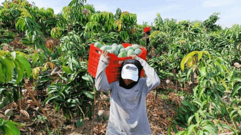 Campaña 2025–2026 del mango piurano registra retrasos por factores climáticos