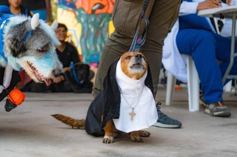 Patitas SOS Piura organiza concurso de disfraces para ayudar a animales vulnerables este 26 de octubre