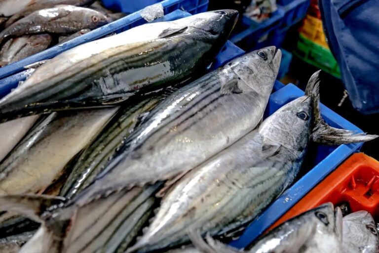 Produce fija tope de captura de bonito para pesca artesanal de cerco en 2025