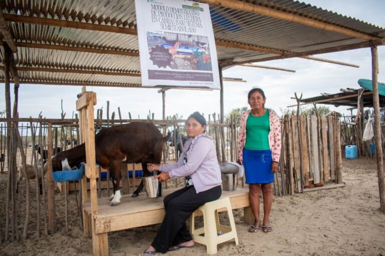 Producción caprina en Locuto crece 30% tras alianza con Buenaventura
