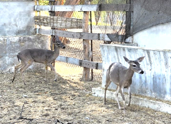 Venado de cola blanca es recuperado tras ingresar a zona urbana de Piura
