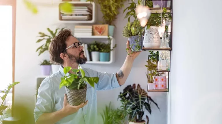 Beneficios de tener plantas en casa para mejorar el ambiente y el bienestar diario