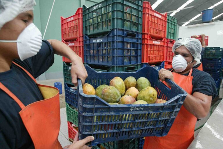 Sector mango evalúa medidas ante descenso de precios internacionales