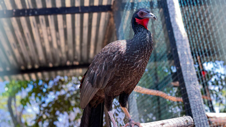 Ruta ecológica busca preservar a la Pava Aliblanca y dinamizar economías rurales