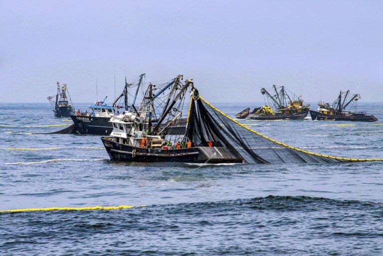 PRODUCE aprueba inicio de la primera temporada de anchoveta 2026 en la zona sur