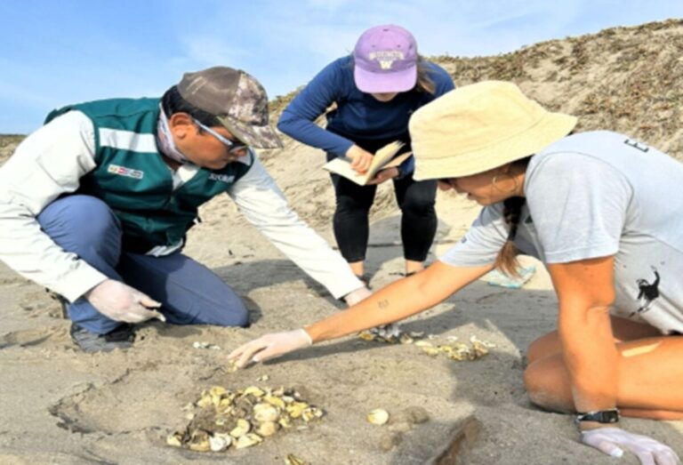 Serfor refuerza acciones para proteger la fauna marina ante la alta afluencia de veraneantes en Piura