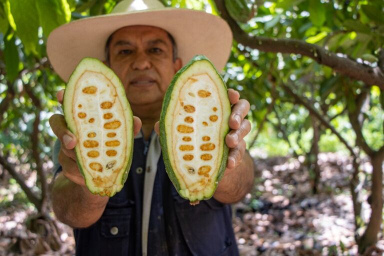 Norandino gana premio de plata en Ámsterdam y posiciona al cacao blanco de Piura entre los mejores del mundo
