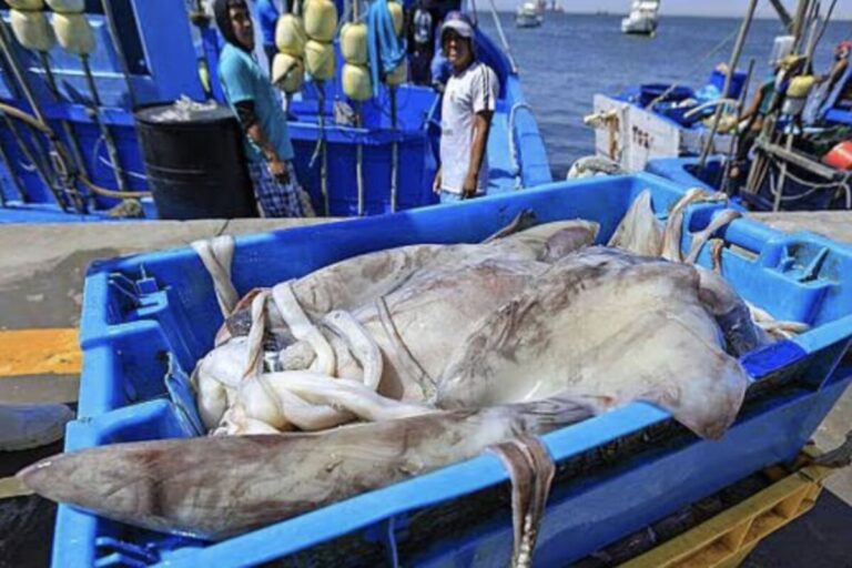 Produce amplía plazo de captura de pota y fija cuota inicial en 179 188 toneladas