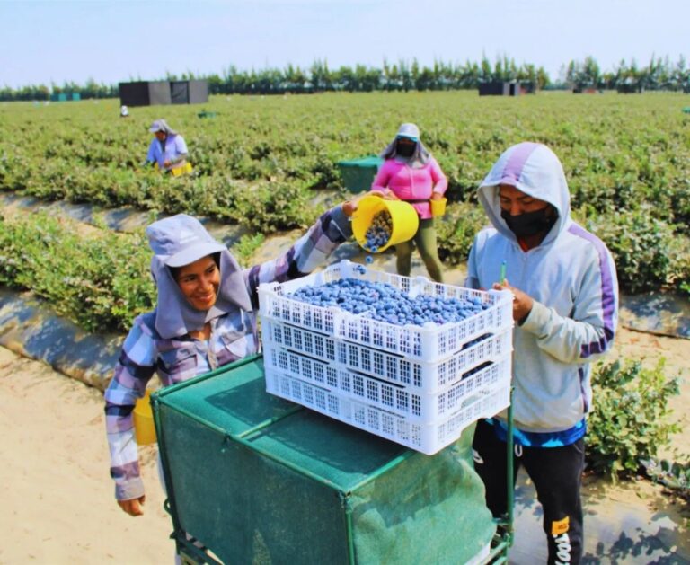 Empleo en Perú creció 1.5% en 2025 y superó los 17.5 millones de personas ocupadas