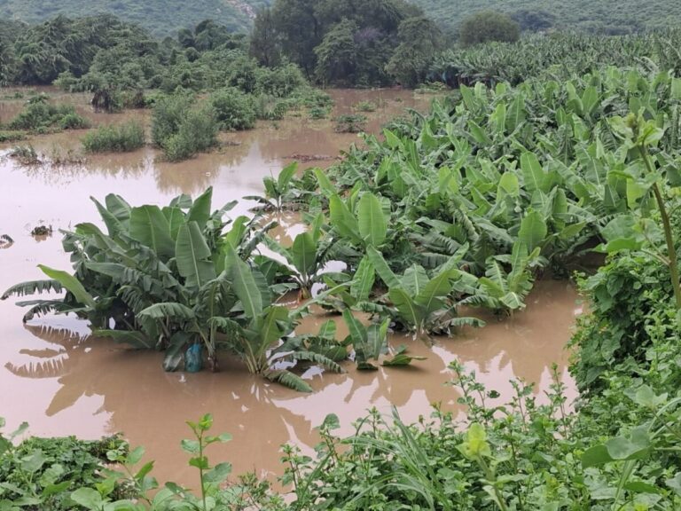 Otros productos agrícolas como el limón, el palto, la yuca, el maíz y la papaya también podrían verse afectados.