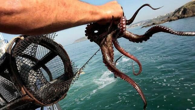 Buzos artesanales compiten en Piura para promover la extracción responsable del pulpo