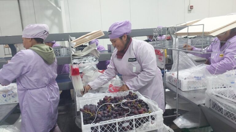 Piura está entre las cuatro regiones con más empleo en manufactura Piura está entre las cuatro regiones con más empleo en manufactura