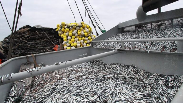 Produce amplía la veda de anchoveta por 15 días más, desde hoy hasta el 10 de junio Produce amplía la suspensión de la pesca de anchoveta por 15 días más, desde hoy hasta el 10 de junio