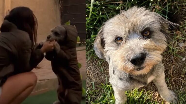 Familia denuncia que policía habría matado a balazos a perro en Piura y exige investigación Familia denuncia que policía habría matado a balazos a perro en Piura y exige investigación