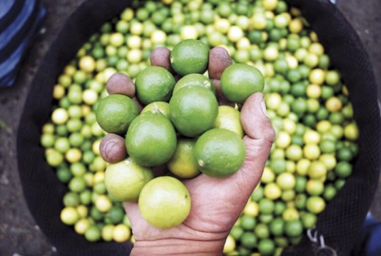 Producción agropecuaria de Piura alcanzó un valor de S/ 286 millones entre enero y febrero
