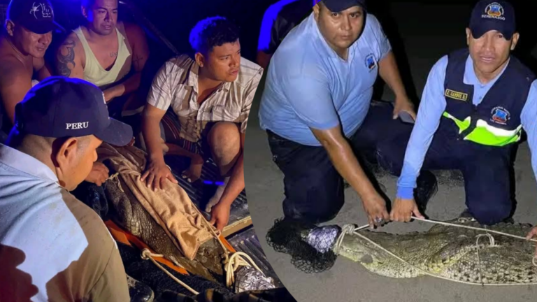 Capturan a cocodrilo americano en Los Órganos tras reportes de ciudadanos El ejemplar fue inmovilizado sin sufrir daños tras varios días de monitoreo. Autoridades coordinan su evaluación y traslado a un espacio adecuado para su conservación.