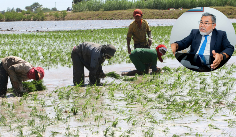Piura: importación de arroz gana terreno mientras productores enfrentan dificultades en el campo