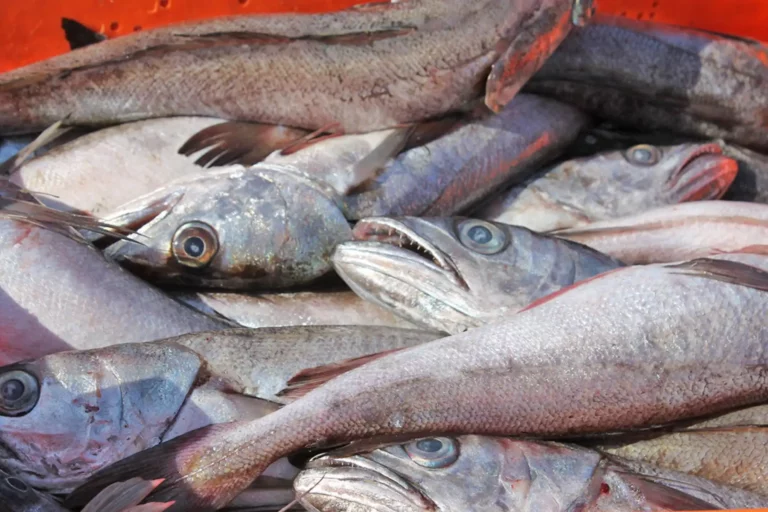 Produce fija cuota inicial de 10 mil toneladas para la pesca de merluza entre julio de 2026 y junio de 2027