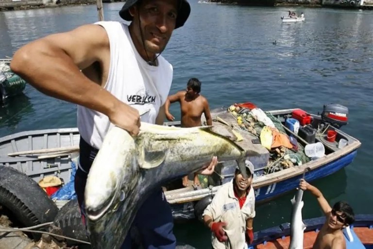 Pescadores formales pueden jubilarse desde los 55 años, recuerda Sunafil