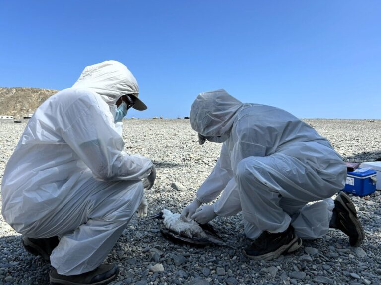 La entidad realiza evaluaciones sanitarias en Sechura, Paita y Talara para determinar las causas de la mortalidad y exhorta a la población a no manipular ejemplares de fauna silvestre.