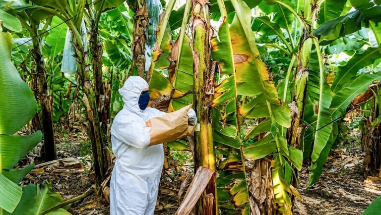 Plaga de Fusarium ha destruido más de mil hectáreas de banano en Marcavelica