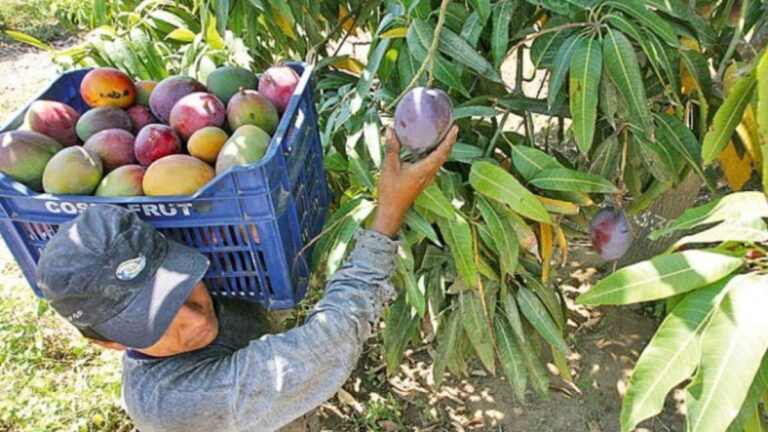 Producción de mango en Piura caería más de 50 % por impacto del fenómeno El Niño MANGO PIURA