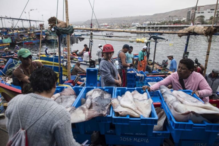 PRODUCE incrementa límite de captura de pota para el segundo semestre de 2026 PRODUCE incrementa límite de captura de pota para el segundo semestre de 2026