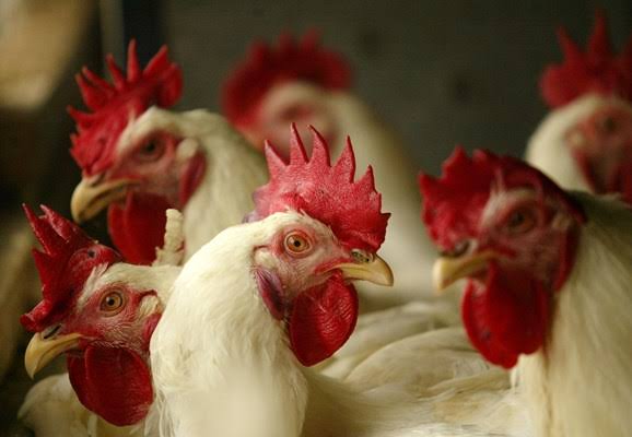 Senasa declara emergencia sanitaria en todo el país por nuevo brote de gripe aviar H5N1 Senasa declara emergencia sanitaria en todo el país por nuevo brote de gripe aviar H5N1