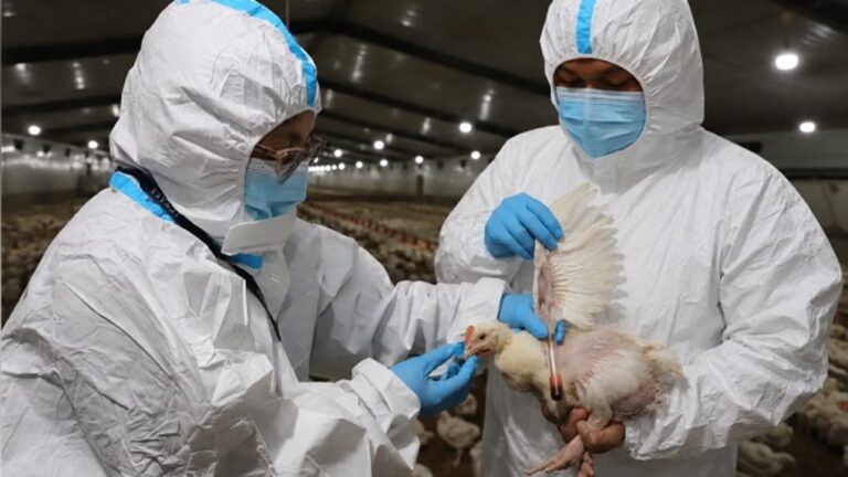 Senasa descarta riesgo por consumo de pollo y huevos tras emergencia por influenza aviar Senasa descarta riesgo por consumo de pollo y huevos tras emergencia por influenza aviar