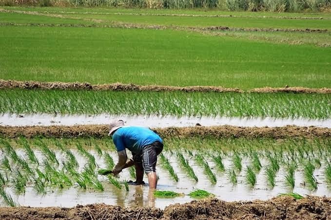 Productores disminuyen cultivos de arroz por baja demanda y sobreoferta Productores disminuyen cultivos de arroz por baja demanda y sobreoferta