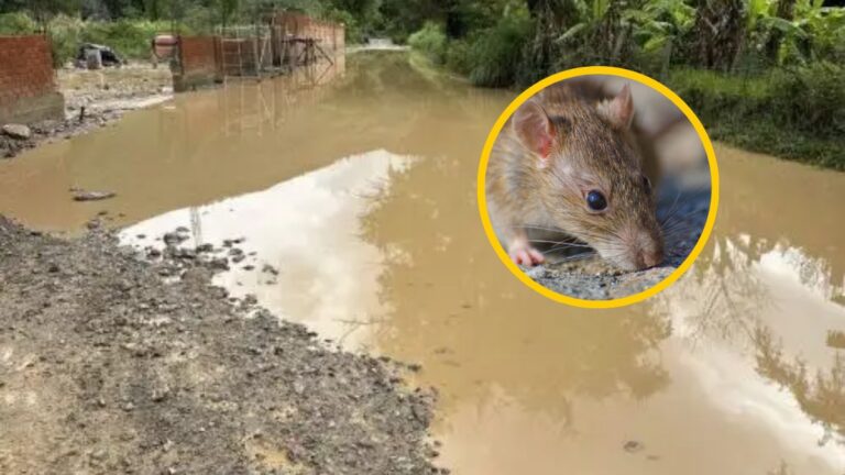 Piura registra más de 1 300 casos de leptospirosis y preocupa aumento de contagios