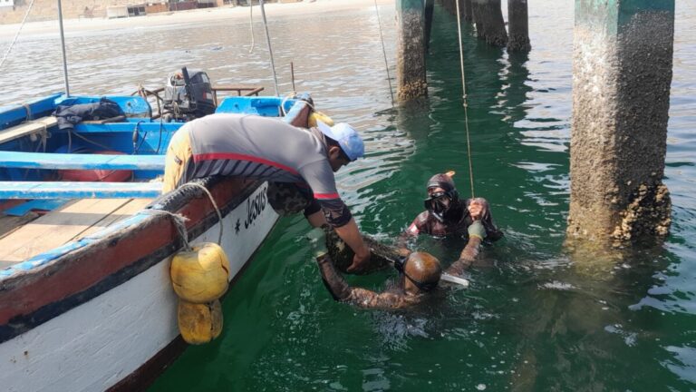 Piura: buzos artesanales piden condiciones seguras y regulación para la pesca de pulpo