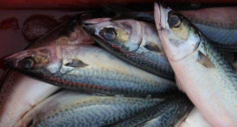 Precio del pescado sigue subiendo en Piura: caballa llega a S/ 55 el kilo