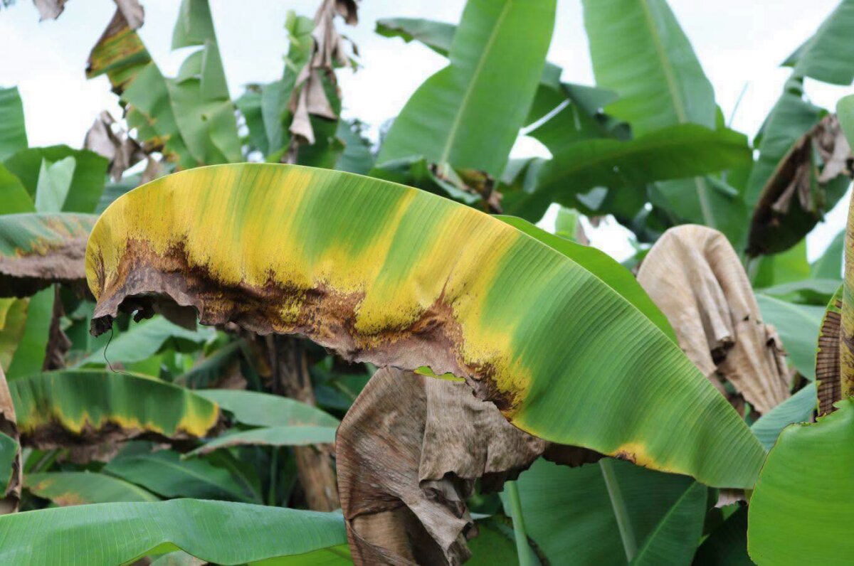 Hongo Fusarium afecta a más de 110 hectáreas de banano en el Valle del Chira, en agosto