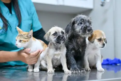 Proyecto plantea elevar penas por maltrato y abandono de animales hasta 6 años La propuesta legislativa busca modificar el artículo 206-A del Código Penal e incorporar penas más severas cuando los actos de crueldad provoquen lesiones graves o la muerte de animales domésticos o silvestres.