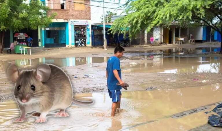 Piura es la segunda región con más casos de leptospirosis a nivel nacional
