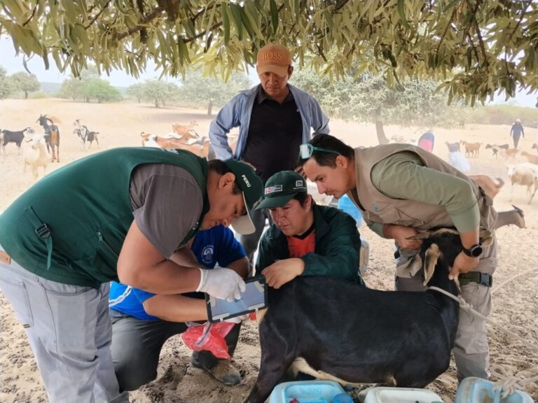 Inseminación artificial busca mejorar la producción de ganado caprino en Locuto
